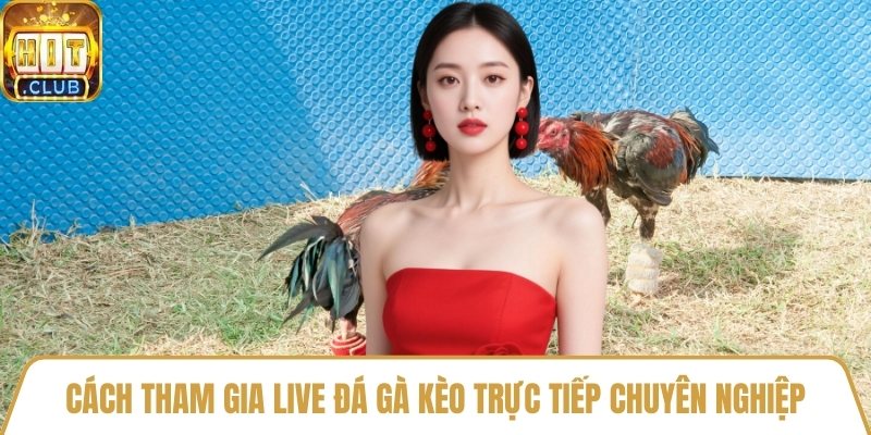Cách tham gia live đá gà kèo trực tiếp chuyên nghiệp