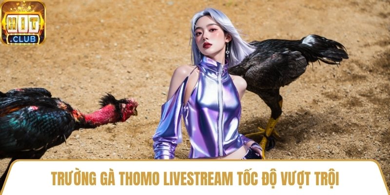 Trường gà Thomo livestream tốc độ vượt trội